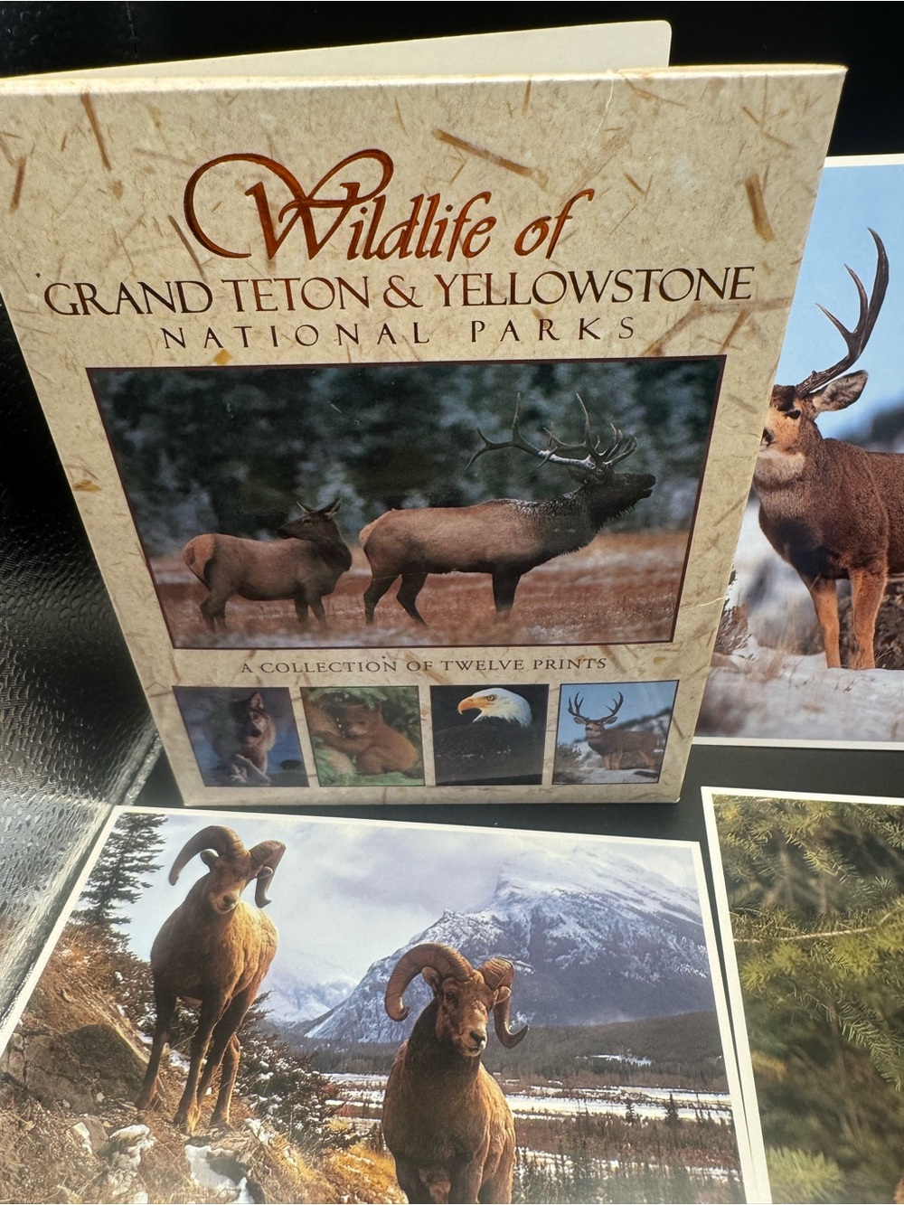 Wildlife of Yellowstone & Grand Teton National Park Postcards (6 big, 2 small)
